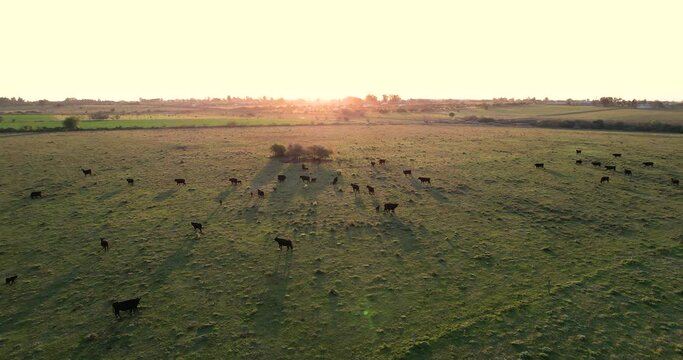 Aerial view of cows grazing loose in the field. the sun hides behind.
