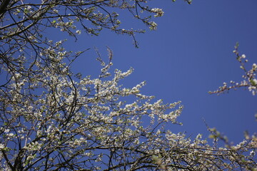 blooming cherry plum against the background of a bright blue spring sky. White flowers on a branch. Prunus cerasifera. Clouds.