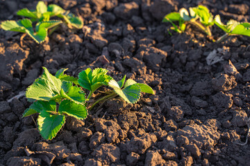 Young strawberry bushes in the soil in the sunlight. Growing strawberries.