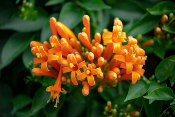 Fototapeta premium Selective focus of Pyrostegia venusta flowers with green leaves in the garden, Flamevine or orange trumpetvine is a plant species of the genus Pyrostegia of the family Bignoniaceae, Nature background.