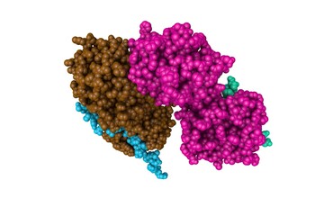 Space-filling molecular model of human collagenase-3 (MMP-13) with peptide from pro-domain. Rendering with differently colored protein chains based on protein data bank. 3d illustration