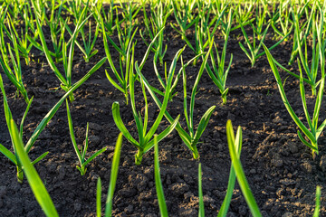 Onions in the garden in the sun. Growing onions.