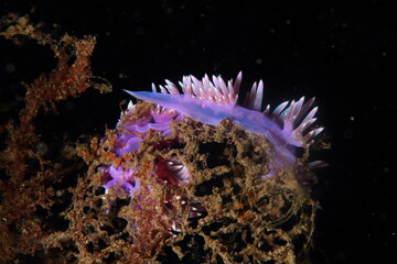 purple mollusc in the night under the sea