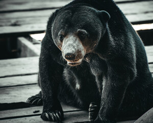 Sun bear in the zoo