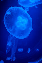 Beautiful jellyfish in the neon light in aquarium, nature background