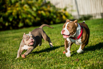 American Bully puppies dogs are playing on nature