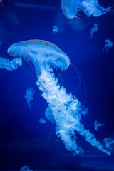 Beautiful jellyfish in the neon light in aquarium, nature background