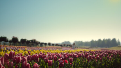 Above view garden with spring flowers. Blured girl moving on flower background. 