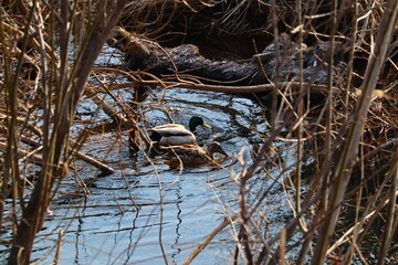 川で餌を探すマガモのつがい