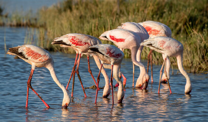 Flamingos im Wasser