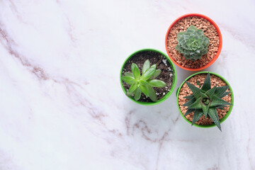 Indoor plants on the table. The concept of biophilia in the interior. Top view of bright planters with succulents