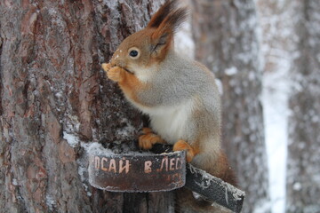Fototapeta premium squirrel in the forest eats close-up