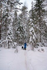 young girl walks with big black dog in winter forest among tall pines covered with snow. Lifestyle, love of animals.