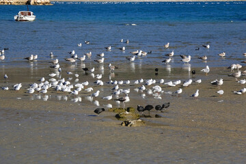 Seagulls and coots resting on the beach. Small fishing boat in the background. Selective focus.
