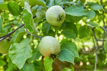 A two ripening green quince on a tree branch. The unripe crop is growing. A shaggy apple on a green tree. Selective focus. The theme of gardening, fruit growing, a rich harvest. Horizontal photo.