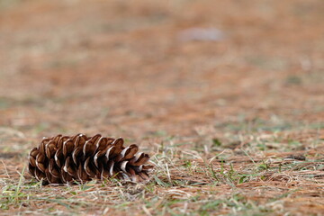 地面に落ちた松ぼっくり