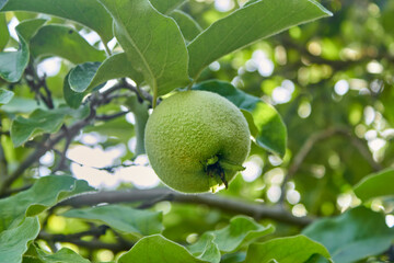 A ripening green quince on a tree branch. The unripe crop is growing. A shaggy apple on a green tree close up. Selective focus. The theme of gardening, fruit growing, a rich harvest. Horizontal photo.