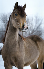 Winter portrait of a Welsh pony mare. Dun with black points