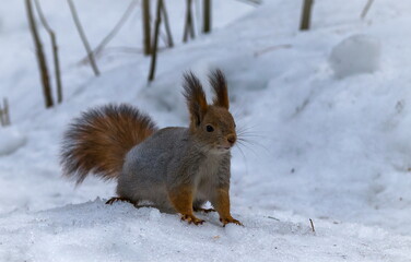 Naklejka na ściany i meble Squirrel eats nuts and asks for more food from a person