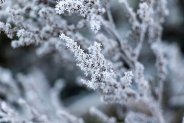 snow covered branches
