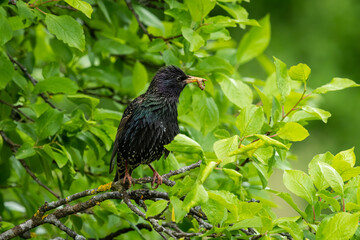Starling sitting on a tree on a sunny day in summer