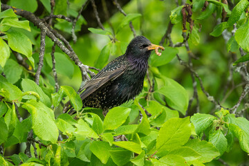Starling sitting on a tree on a sunny day in summer