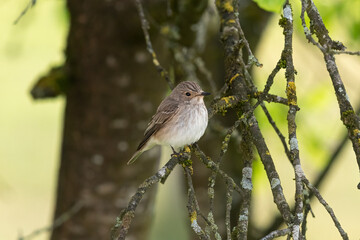 A Spotted Flycatcher sitting on a tree