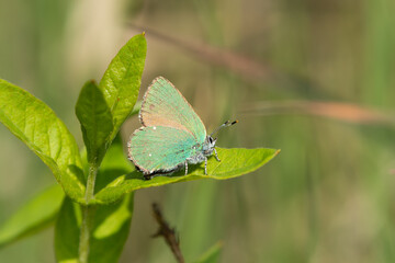 A green hairstreak butterfly resting on a green leaf