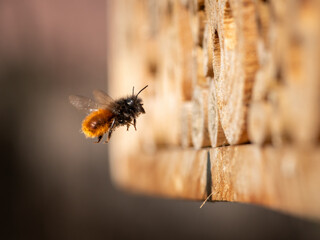 Osmia wall bee flying in front of nest