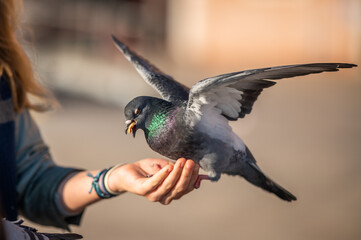 A domestic dove sitting on the hand of a child