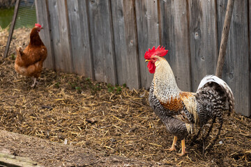 A beautiful colorful rooster in a garden