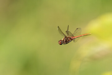 A vagrant darter dragonfly in flight on a sunny day