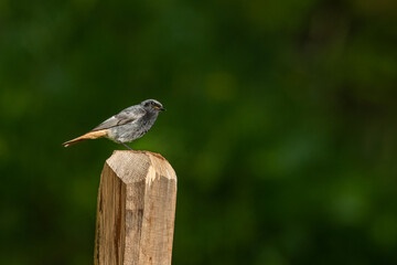 A black redstart sitting on a piece of wood