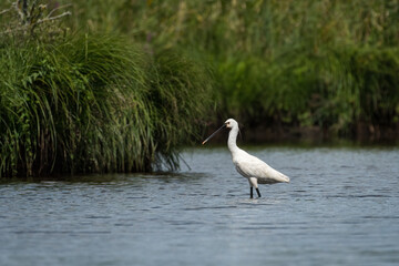 A spoonbill standing in a river in Briere Nature Park - obrazy, fototapety, plakaty