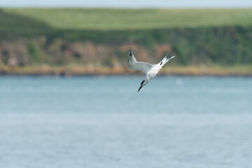 Fototapeta na wymiar Young sandwich tern in flight blue sky