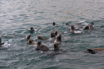 Views of sea lions in the Ballestas Islands, Peru