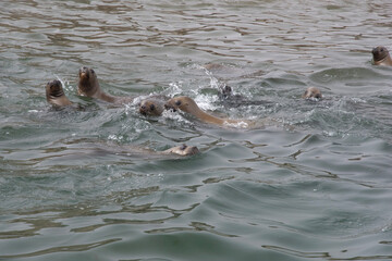 Fototapeta premium Views of sea lions in the Ballestas Islands, Peru