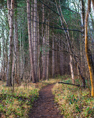 path in the forest through fir trees