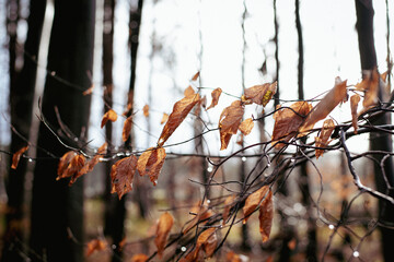 autumn leaves in the forest with rain in the UK