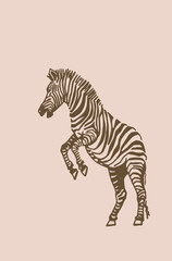 Vector vintage  zebra jumping, graphical illustration, savanna African animal	
