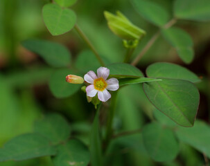 
Close-Up Of small White Flowers Blooming Outdoors
