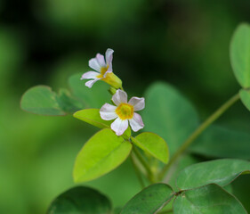 
Close-Up Of small White Flowers Blooming Outdoors
