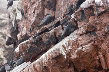 Views of wildlife in the Ballestas Islands, near Paracas Peru