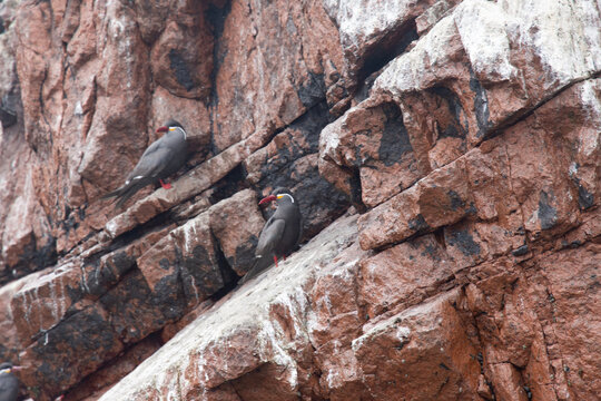 Views of wildlife in the Ballestas Islands, near Paracas Peru