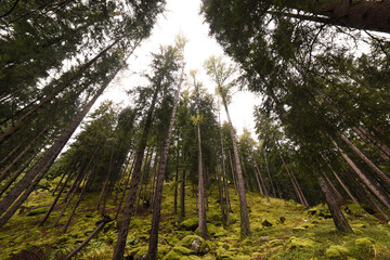 bosco foresta estate 