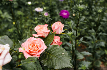 Pink rose in the garden. A bush of beautiful rose in summer light. Beautiful spring or summer blooming rose plant