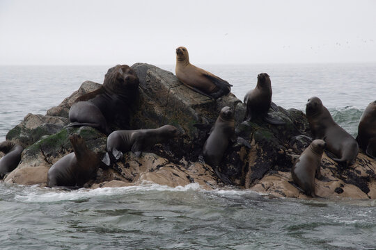 Views of wildlife in the Ballestas Islands, near Paracas Peru