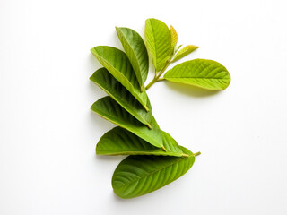 green guava leaf isolated with white background