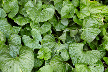 Abstract image of violet leaves in the garden. White violet flower - an ornamental plant for landscaping park. Family name Violaceae, Scientific name Viola. Selective focus, blurred background