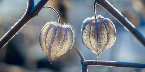 frozen plant physalis in the winter garden